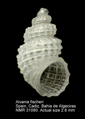 Alvania fischeri.JPG - Alvania fischeri(Jeffreys,1884)